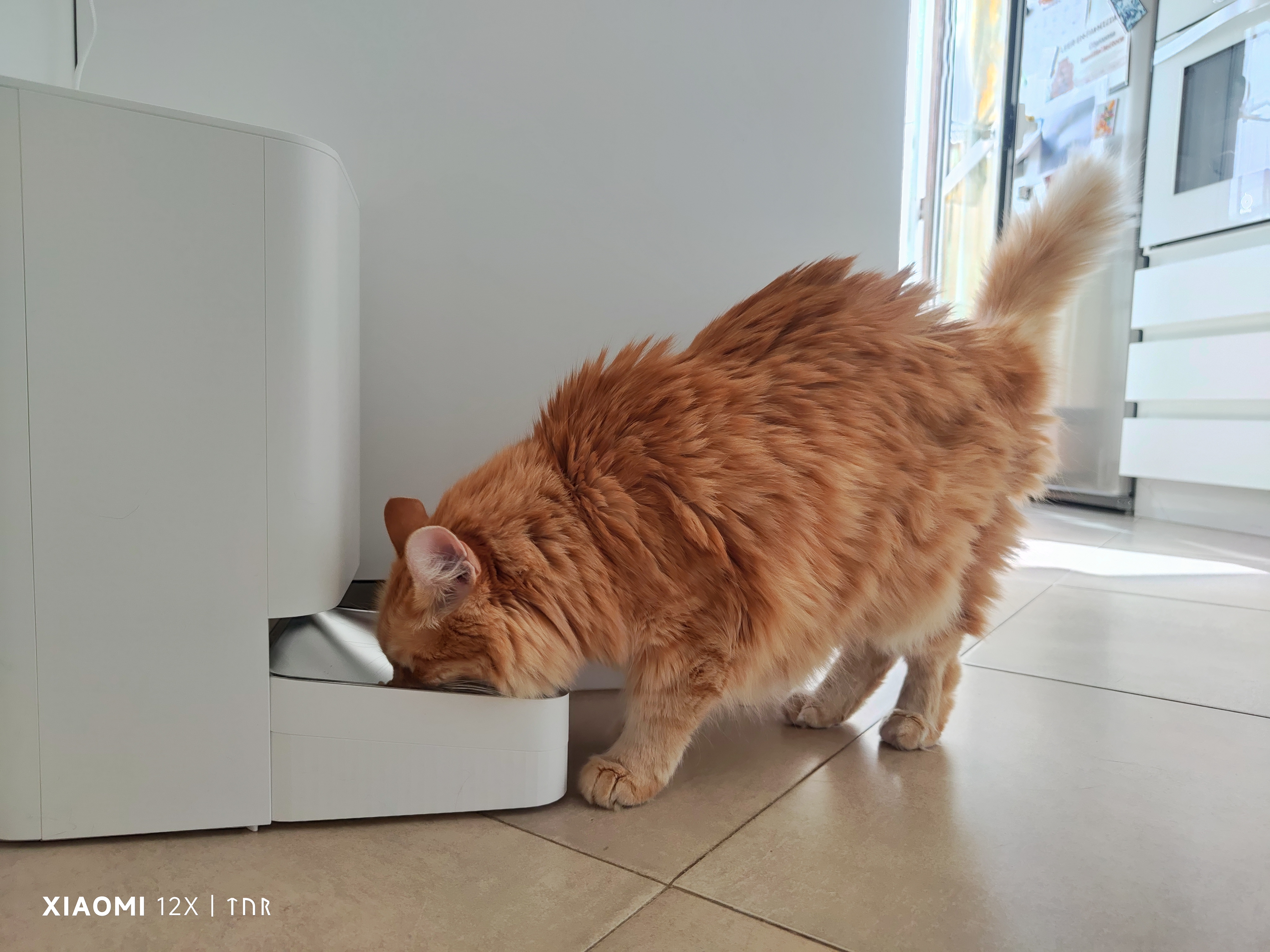 Si tienes gato o perro, Xiaomi ha rebajado su comedero automático  inteligente